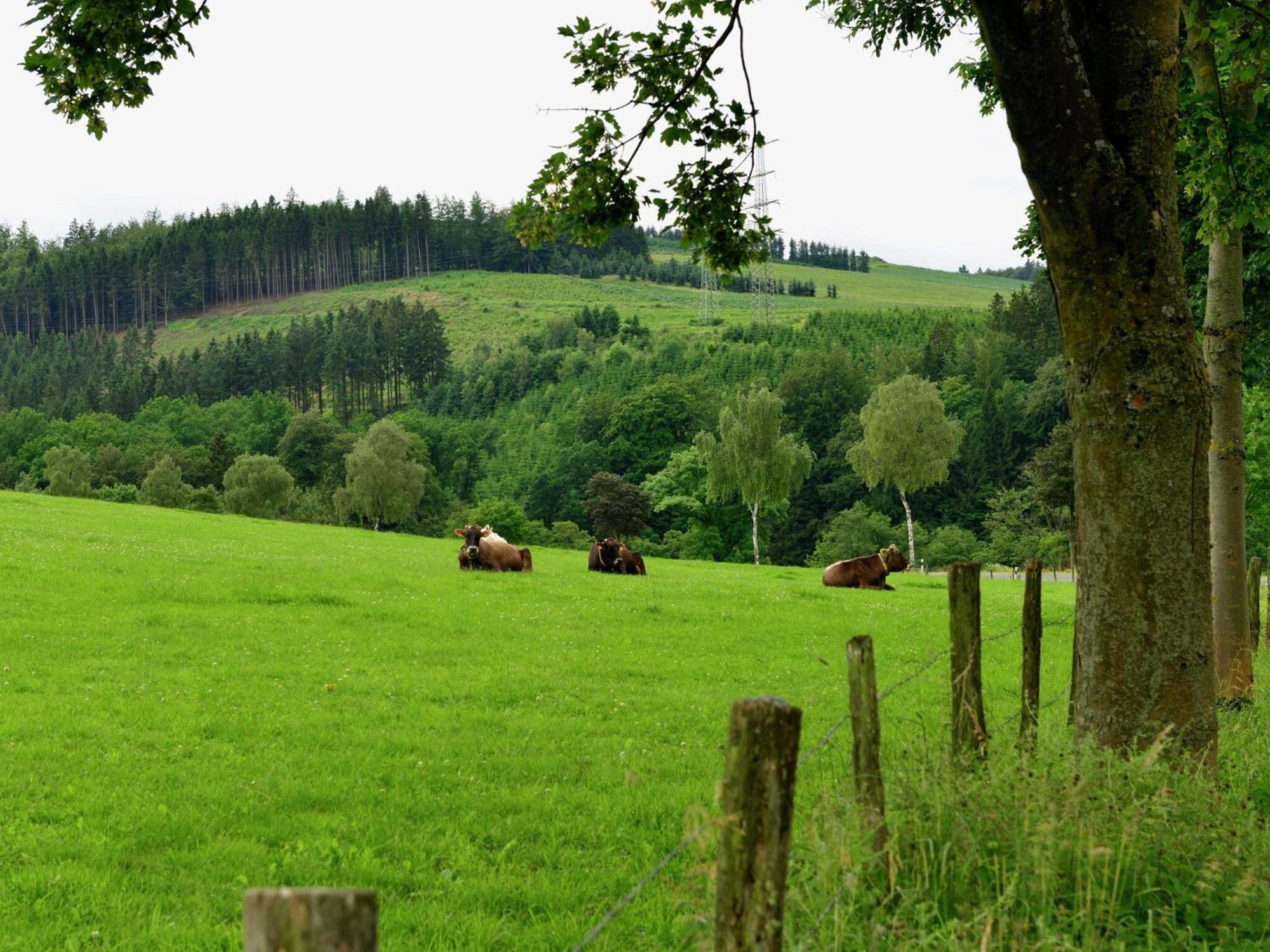 Cozy Holiday Home With Wifi In Hochsauerland Elpe Eksteriør bilde